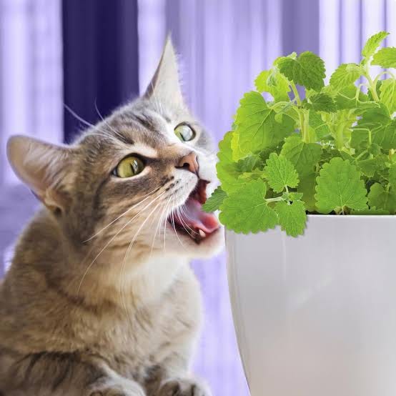 Buy Live Catnip Plants | Certified Organic | Pet Greens