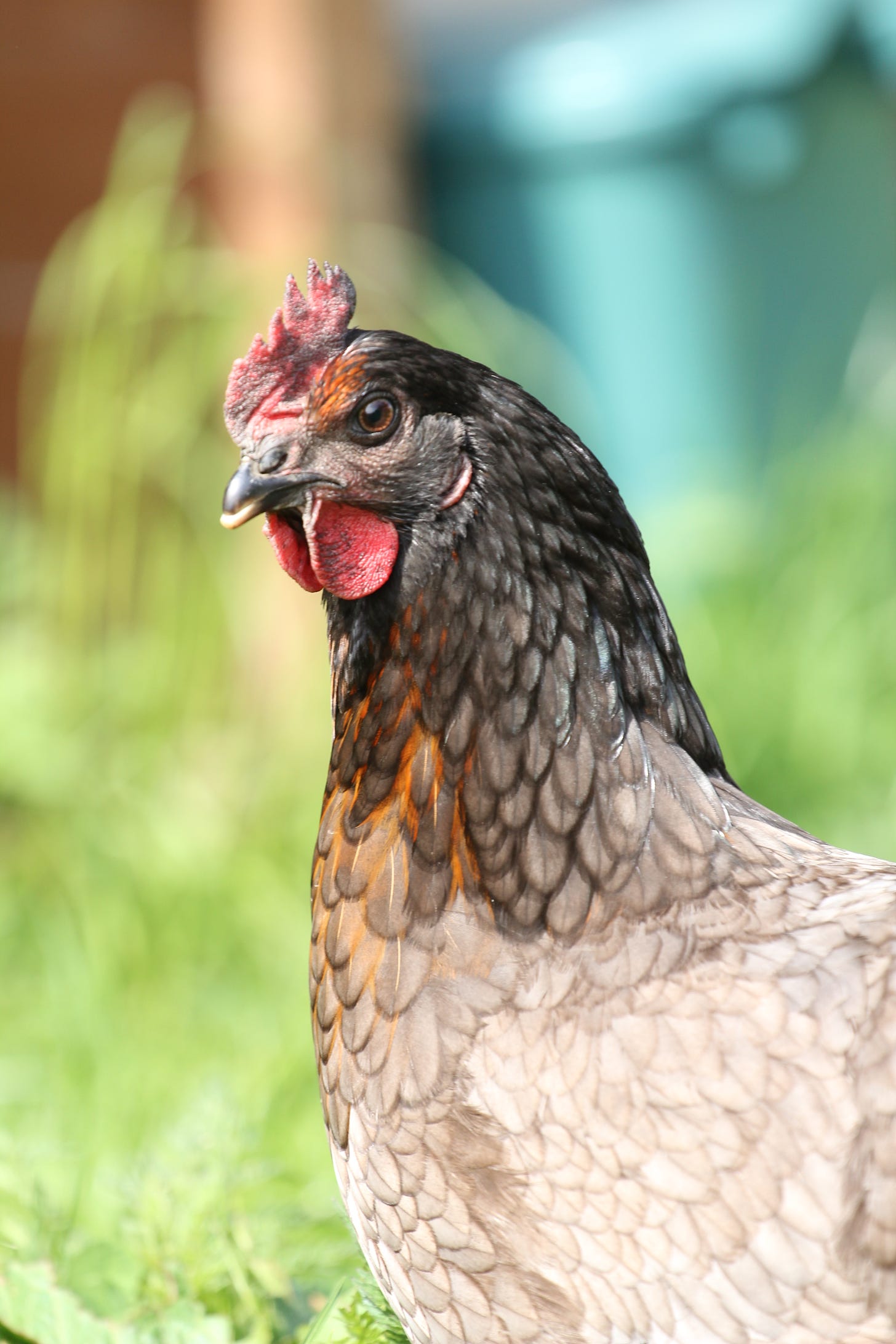 Photograph of a regal-looking black and grey hen.