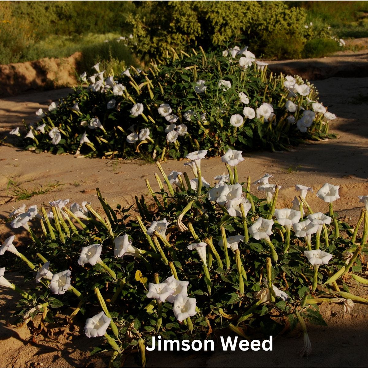 Jimson Weed or Stinkweed