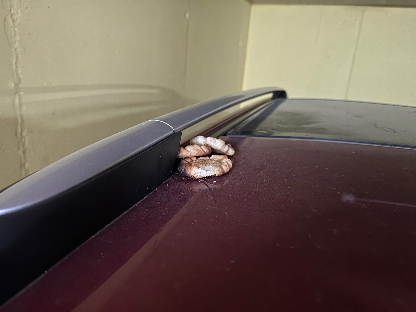 Foto de las 3 tortas supervivientes en el techo del coche. Están en un lado, como pegadas al portaequipajes.