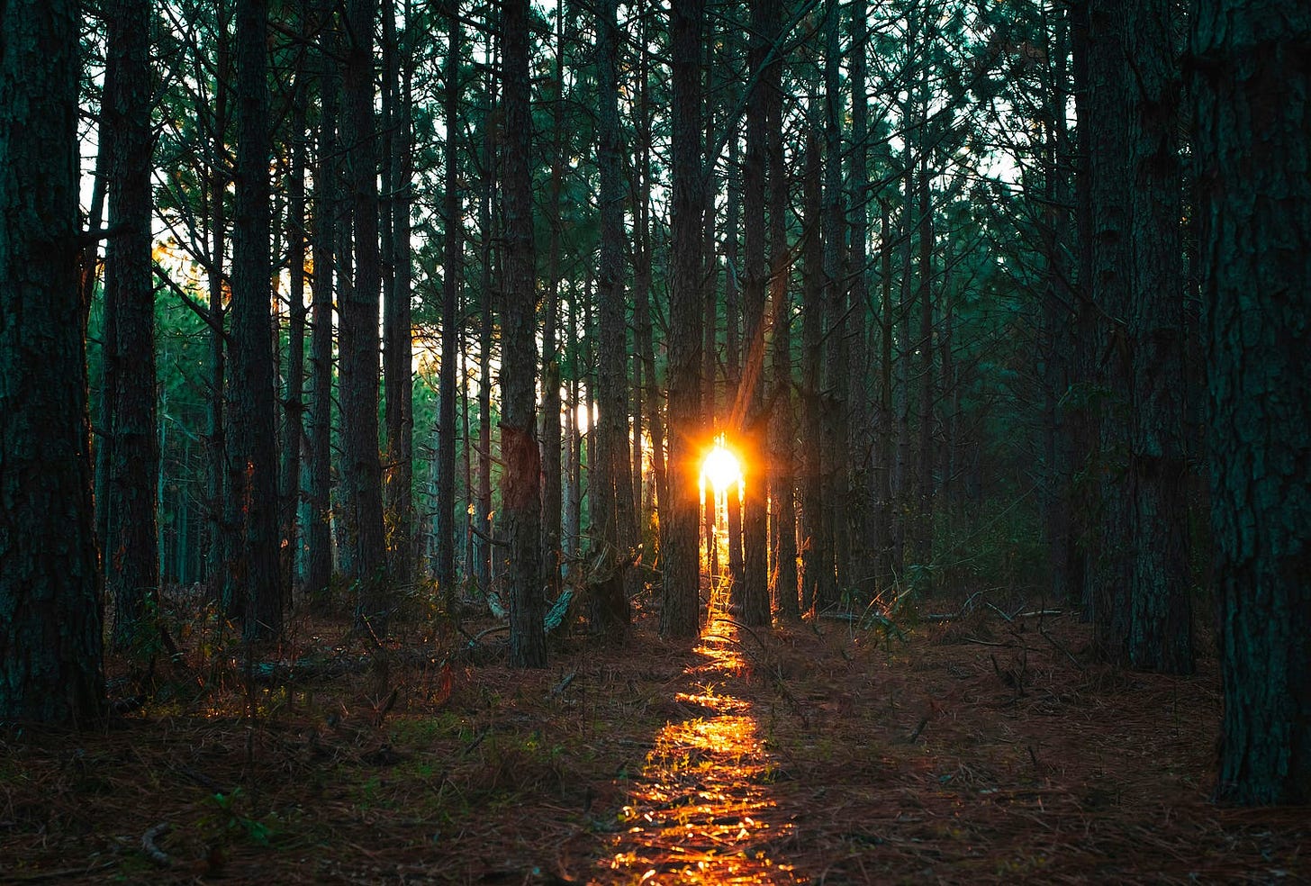 Forest with a light