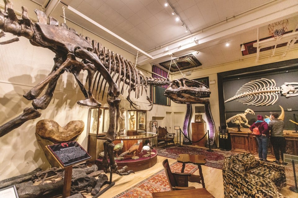 Giganotosaurus display in the Hand of Man Museum. The variety of items on ­display speaks to Shockey’s ­varied ­interests and experiences. He has ­anatomically correct casts of dinosaur skeletons presented alongside real ­Megalodon teeth.
DARREN STONE, TIMES COLONIST