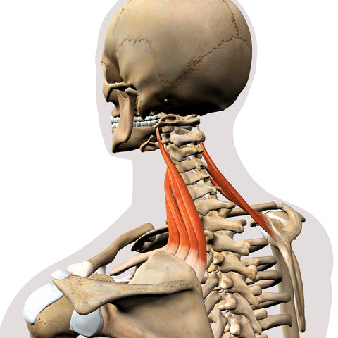 Treating the Levator Scapulae | Dry Needling, Levator Scapulae, Neck and  more | Niel Asher Education Blogs and Articles blog