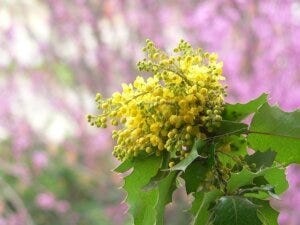 Oregon Grape