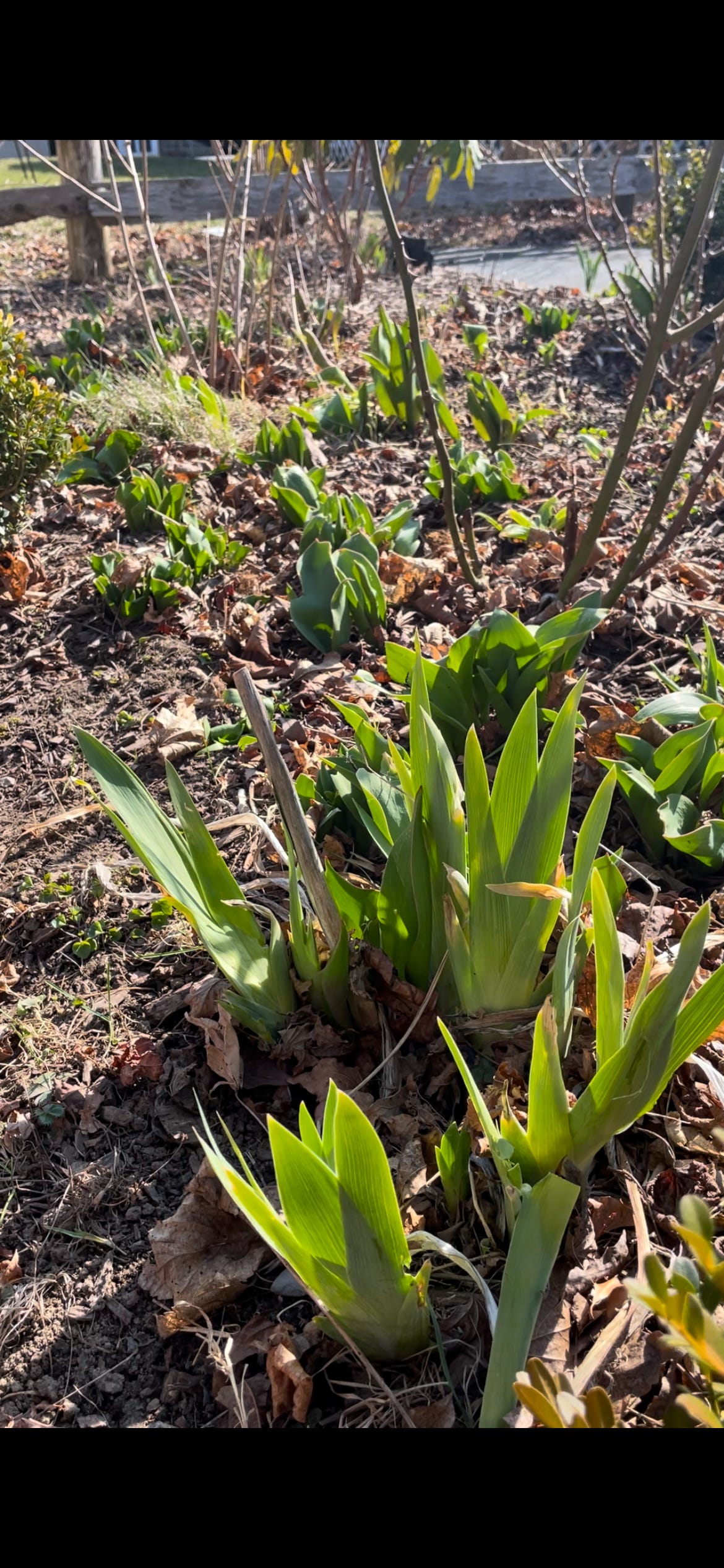 leaves only of future tulips and bearded iris
