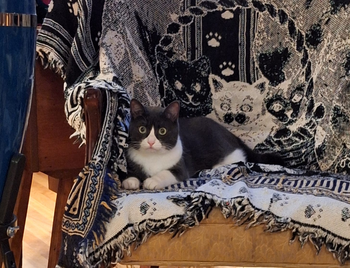 A picture of my cat on a chair with a blanket with cat images on it behind her