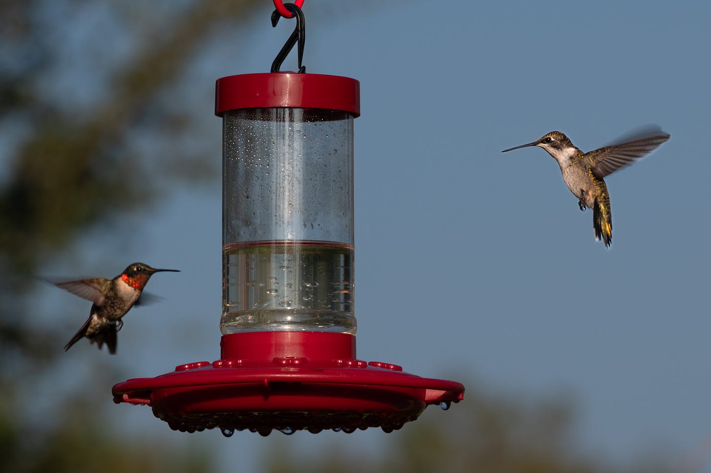 A male and female hummingbird hover on opposite sides ot eh red feeder with a blue sky in the background