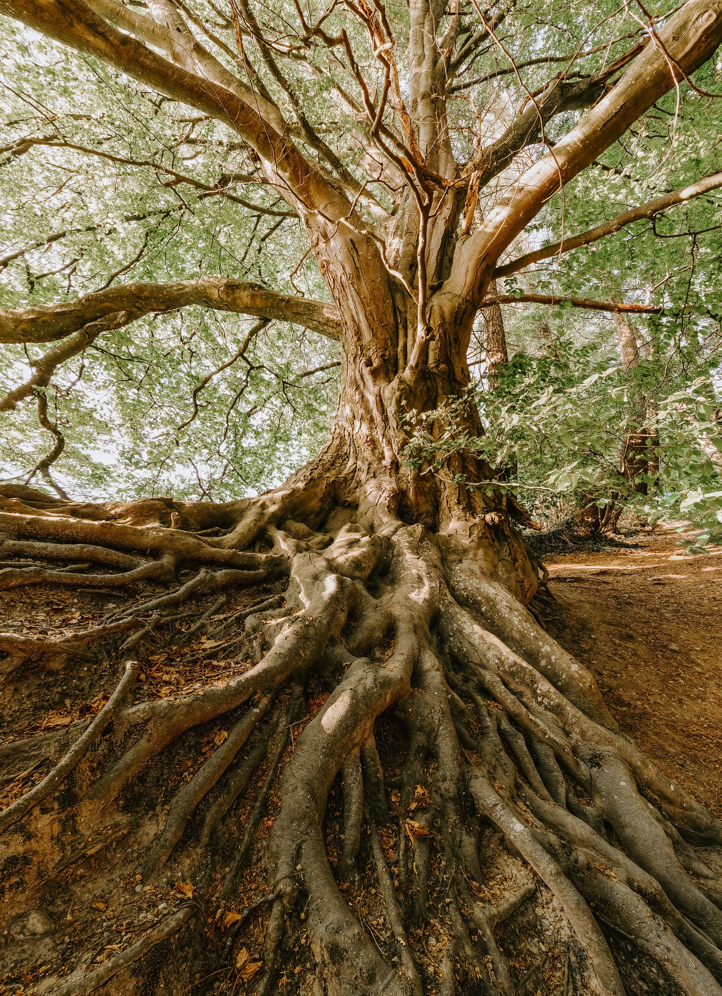 large tree with big roots