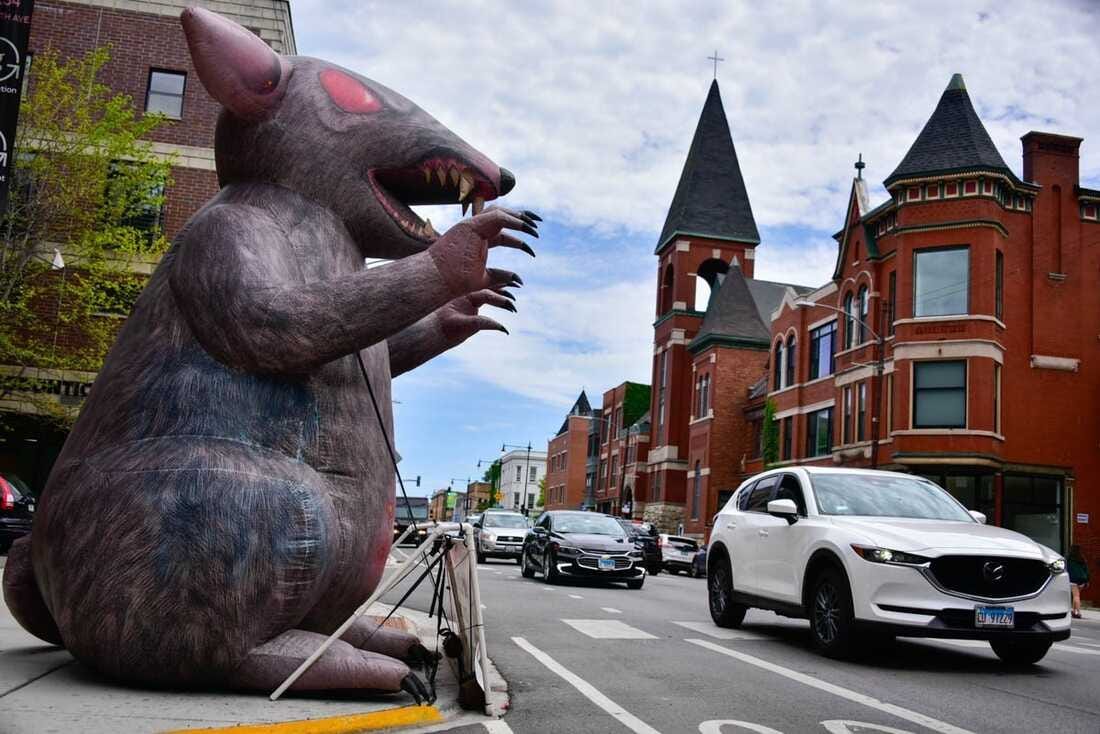 Scabby The Rat Wins Free Speech Rights As A Symbol Of Labor Protest : NPR