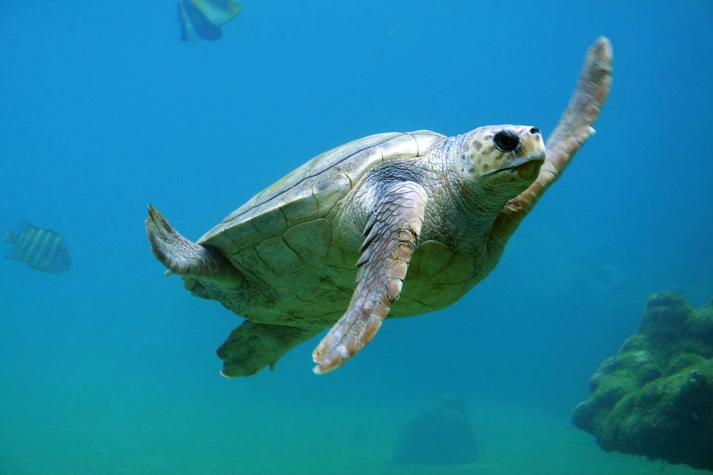 A sea turtle swimming in clear blue water A sea turtle swimming in clear blue water
