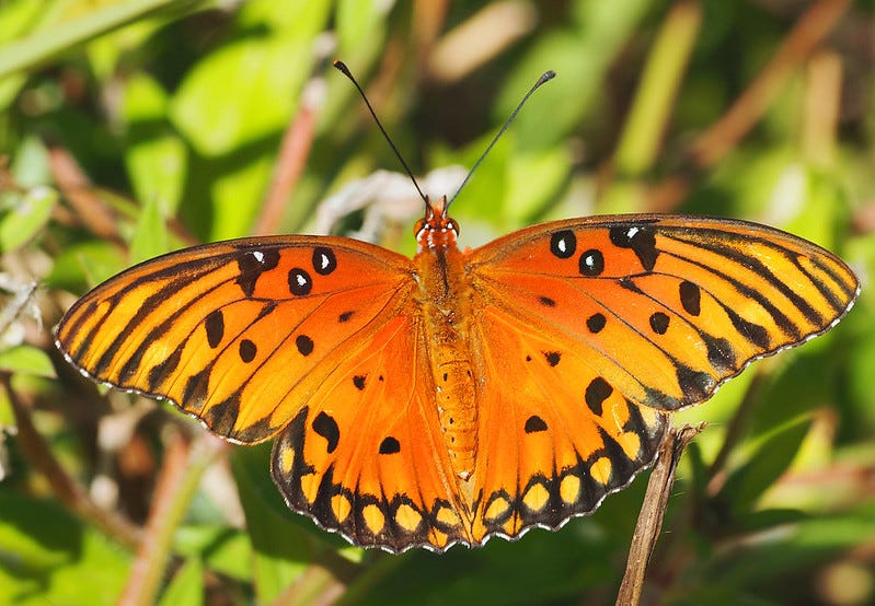 A Florida Butterfly, Photo by Judy Gallagher
