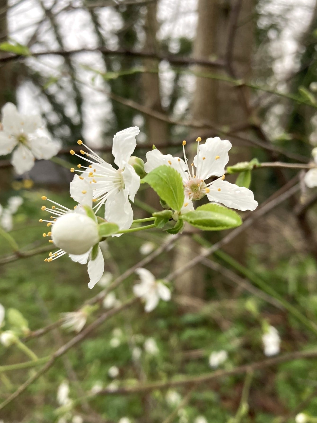Hedgerow blossoms