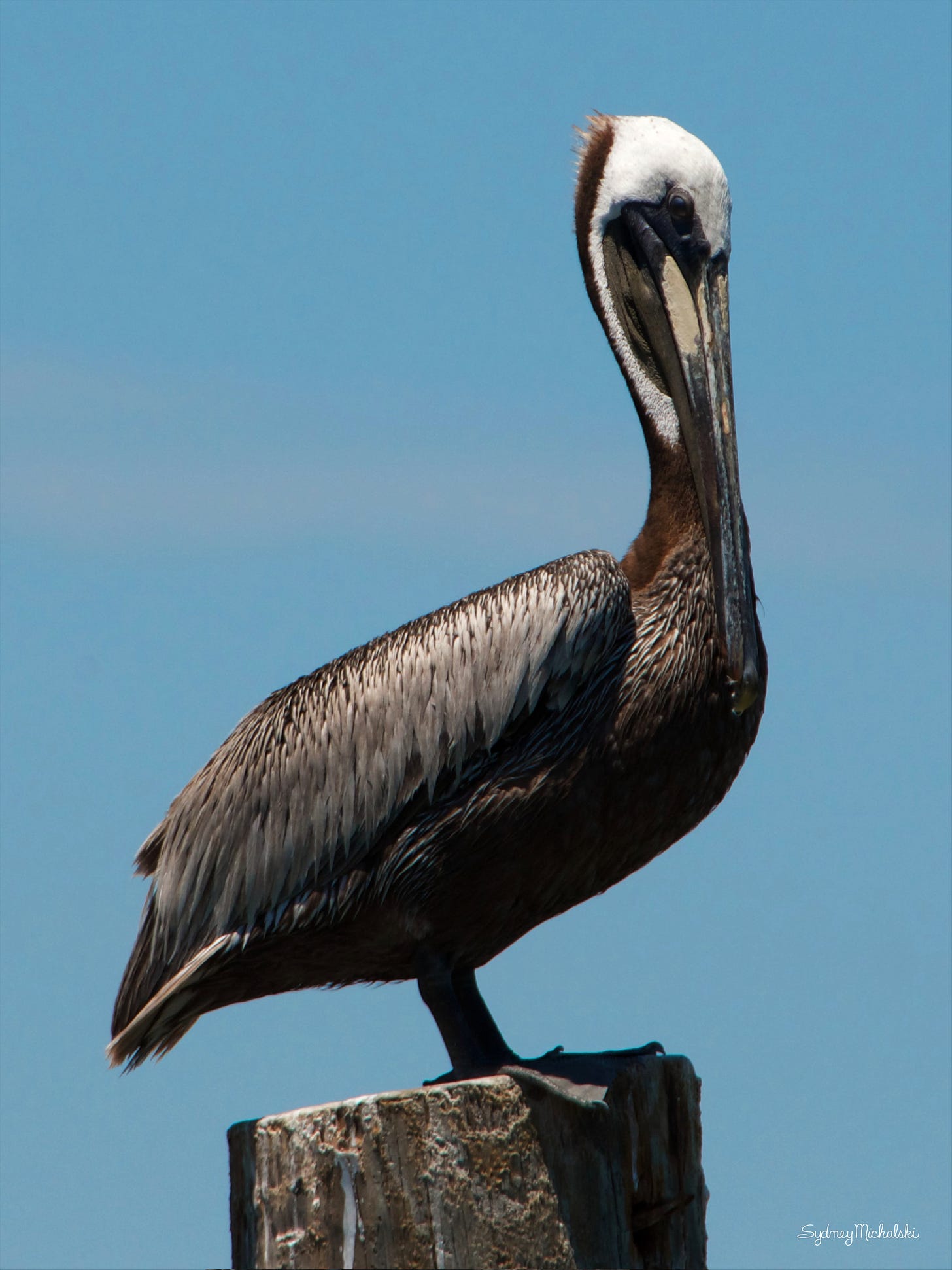 A Brown Pelican perches on a pier against a blue summer sky.