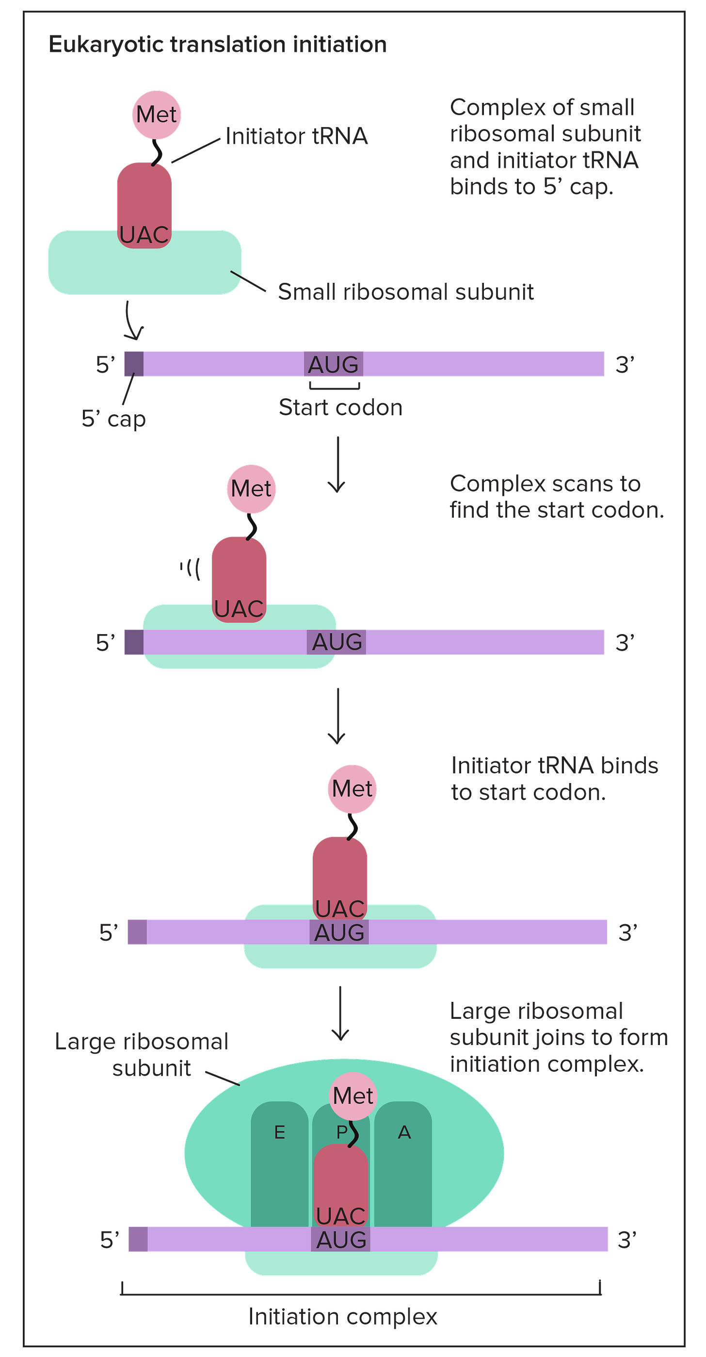 Eukaryotic translation initiation:

1. Complex of small ribosomal subnit and initiator tRNA (bearing methionine) binds to 5' cap of mRNA.
2. Complex scans from 5' to 3' to find the start codon (AUG).
3. Initiator tRNA binds to start codon.
4. Large ribosomal subunit comes together with the mRNA, initiator tRNA, and small ribosomal subunit to form the initiation complex. The initiator tRNA is positioned in the P site of the assembled ribosome.

These steps are assisted by initiation factors (not shown in diagram).