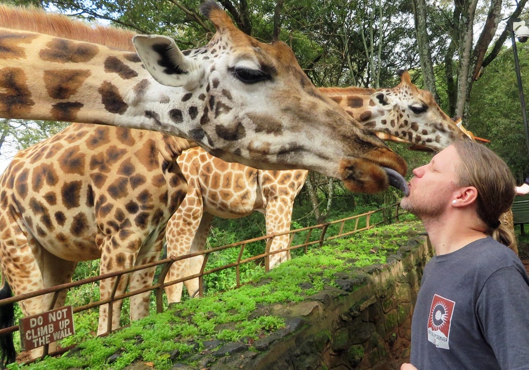 giraffe kiss nairobi