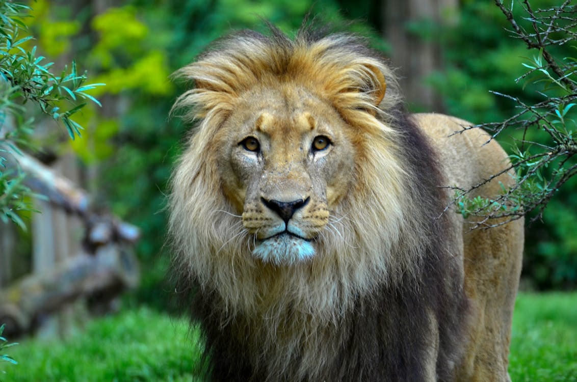 Free Close-up of a male lion with a majestic mane in a lush, green outdoor setting. Stock Photo