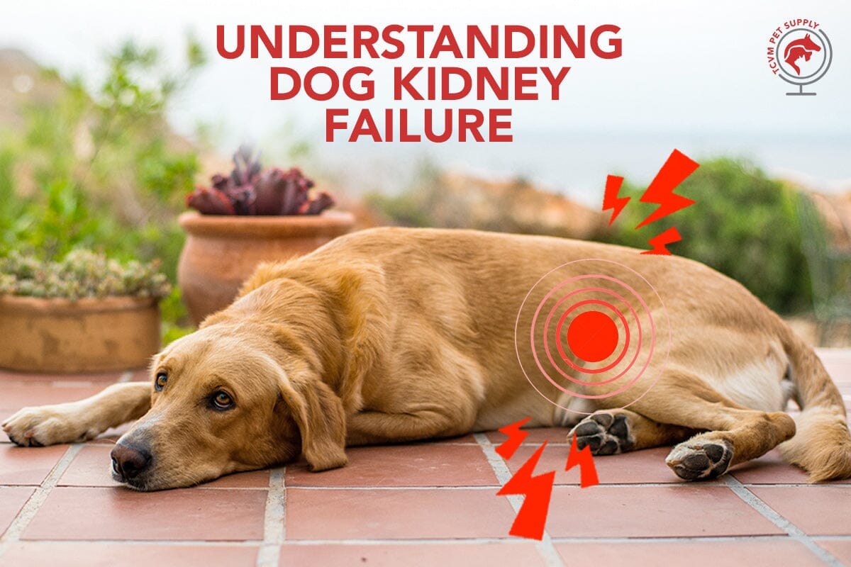 Dog Kidney Failure: Stages Chart and Resources - TCVM Pet Supply