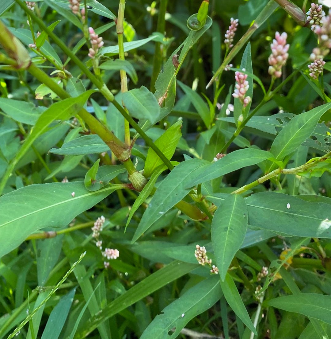 Persicaria maculosa, Lady's thumb