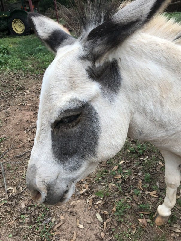Buck the donkey