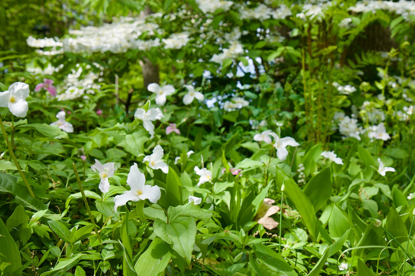 Great White Trillium (Trillium grandiflorum) with the Doublefile Viburnum (Viburnum plicatum tomentosum mariesii).