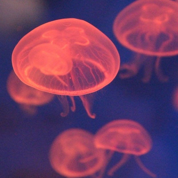 photograph of red transparent jellyfish against a dark background