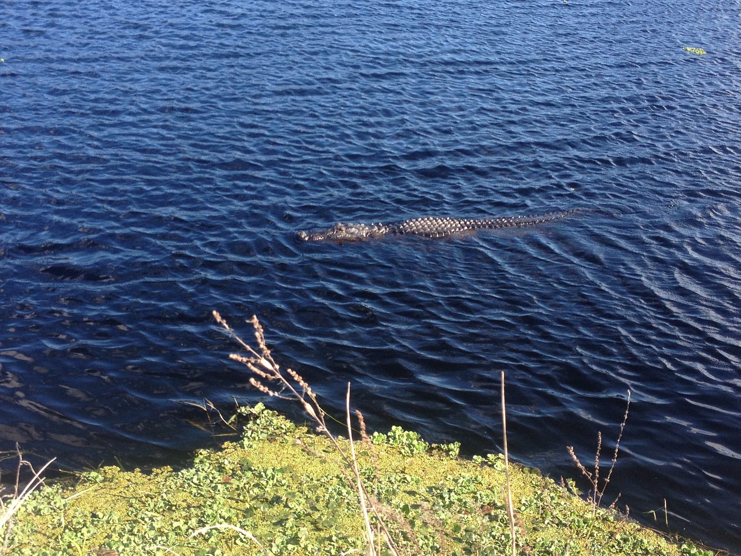Twelve foot alligator swimming alone in a blue body of water. His tail is partially submerged, but his large snout and abdominal area can clearly be seen. The edge of the shore, covered in small green plants and a few dried out stalks that have gone to seed is in the foreground.