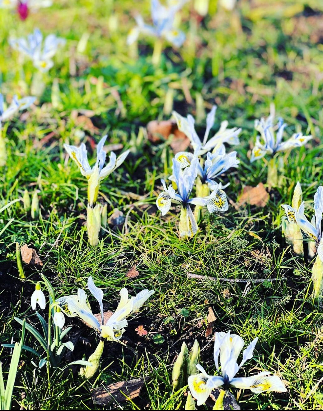 blue spring bulbs in a wildflower meadow