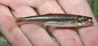 Maryland Biodiversity Project - Rosyface Shiner (Notropis rubellus)
