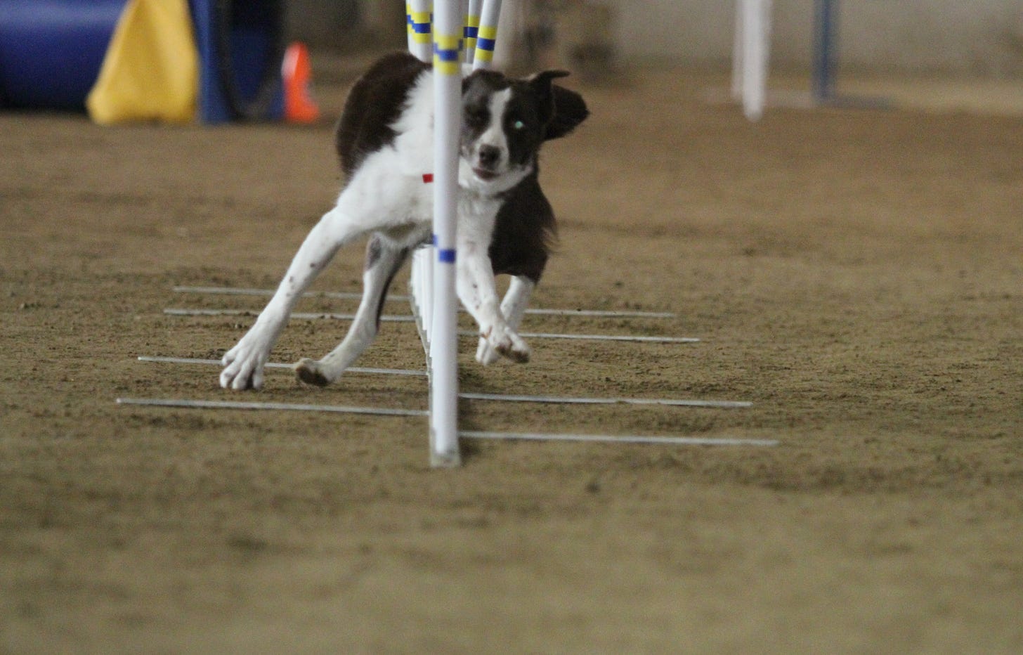 Dog performing weave poles