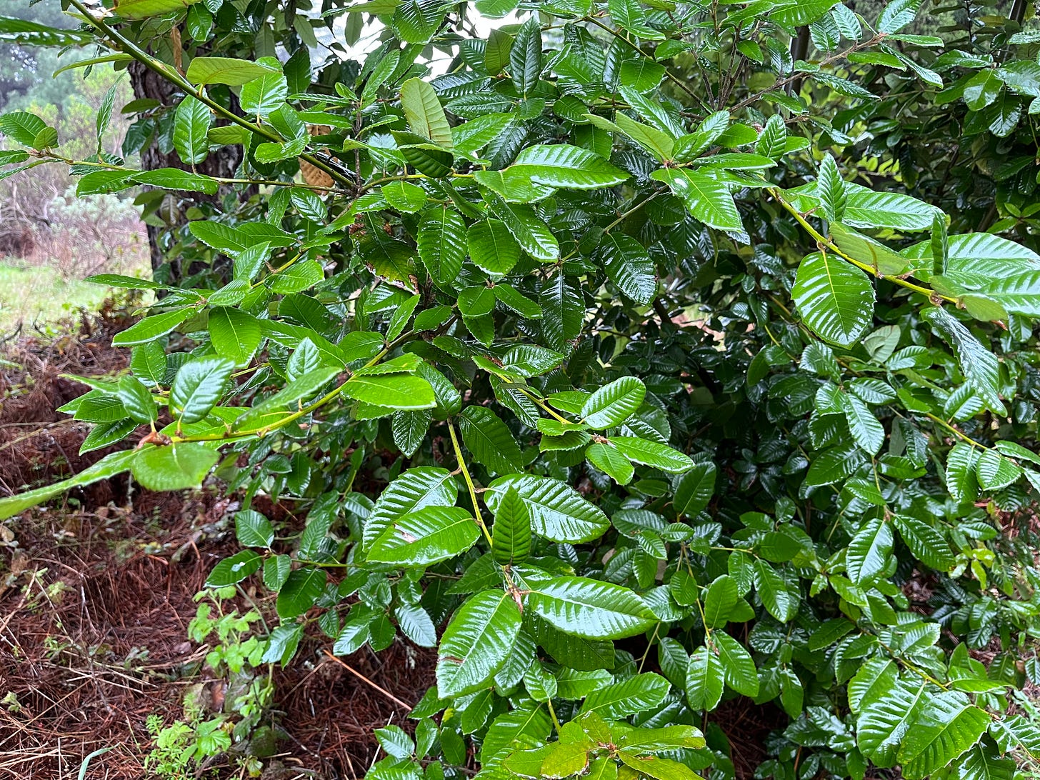 Tan oak leaves