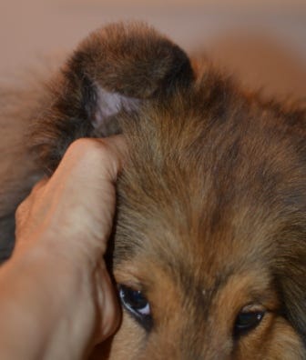 trimming sheltie ear