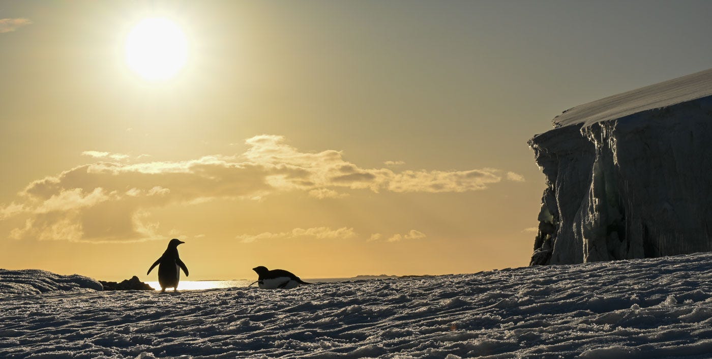 Two penguins silhouetted against an orange sunset. They are in a flat, open area of ice at the edge of the water, with cliffs visible to the right.