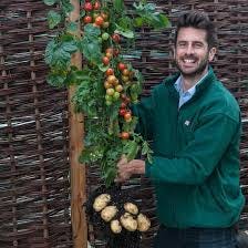 Tomato and Potato Unite on Grafted Hybrid Plants | Kids Discover Online