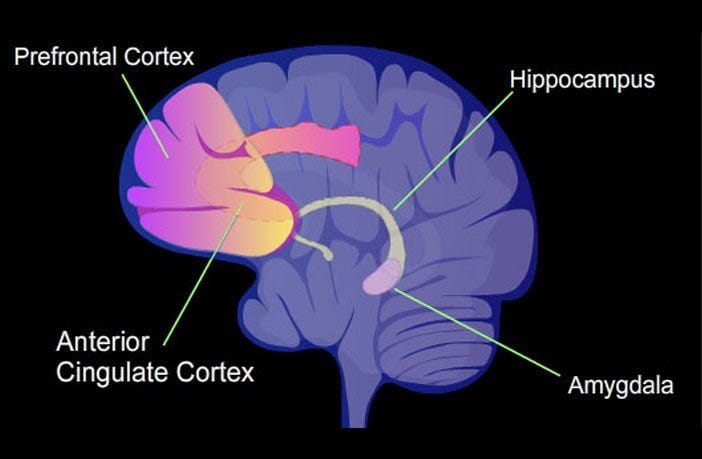 Color image of brain with location of anterior cingulate cortex & amygdala