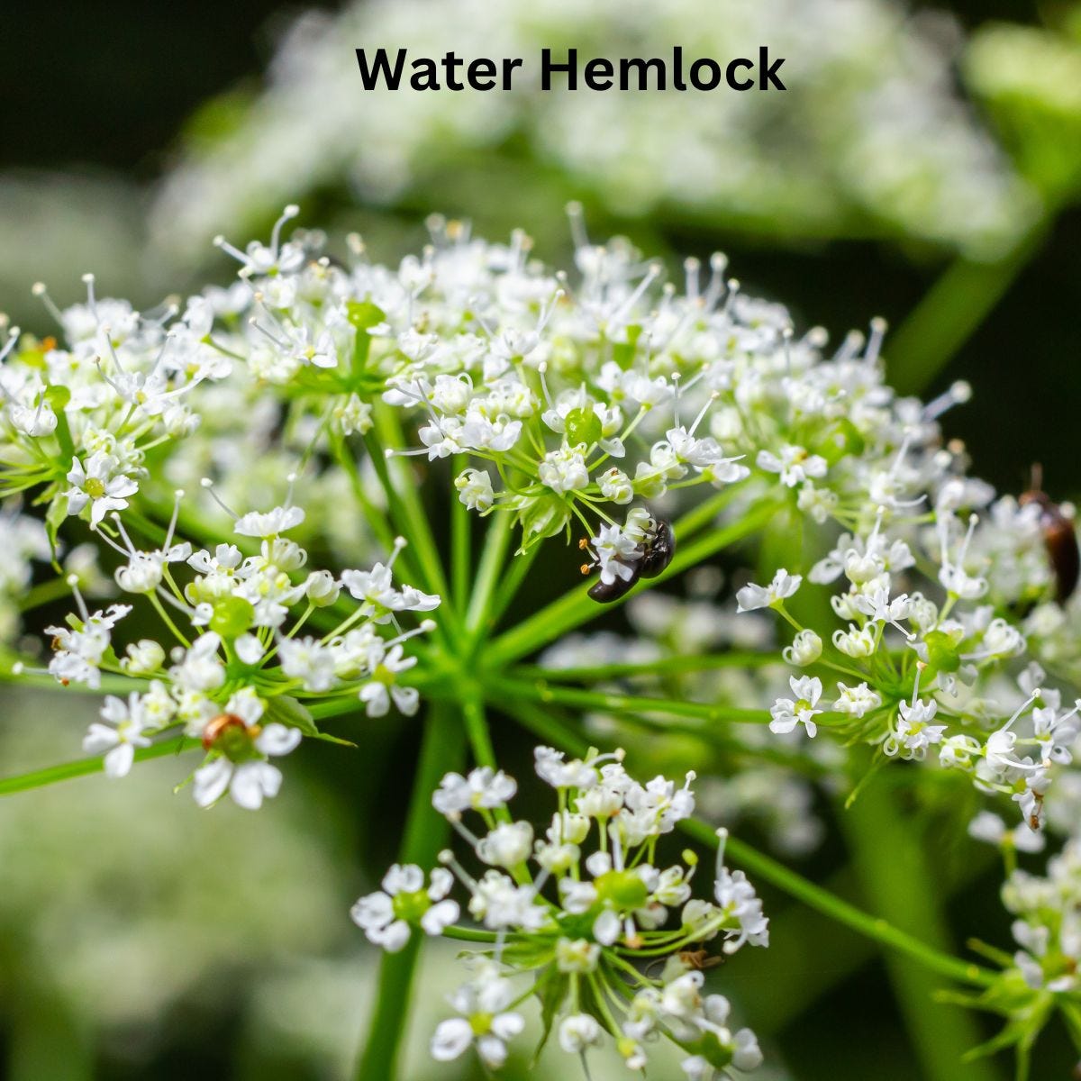 Water Hemlock