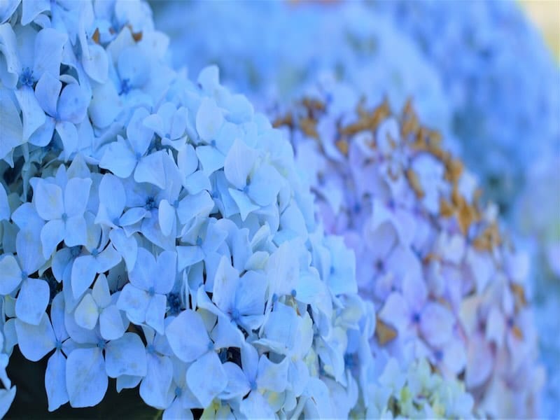 Blue hydrangeas