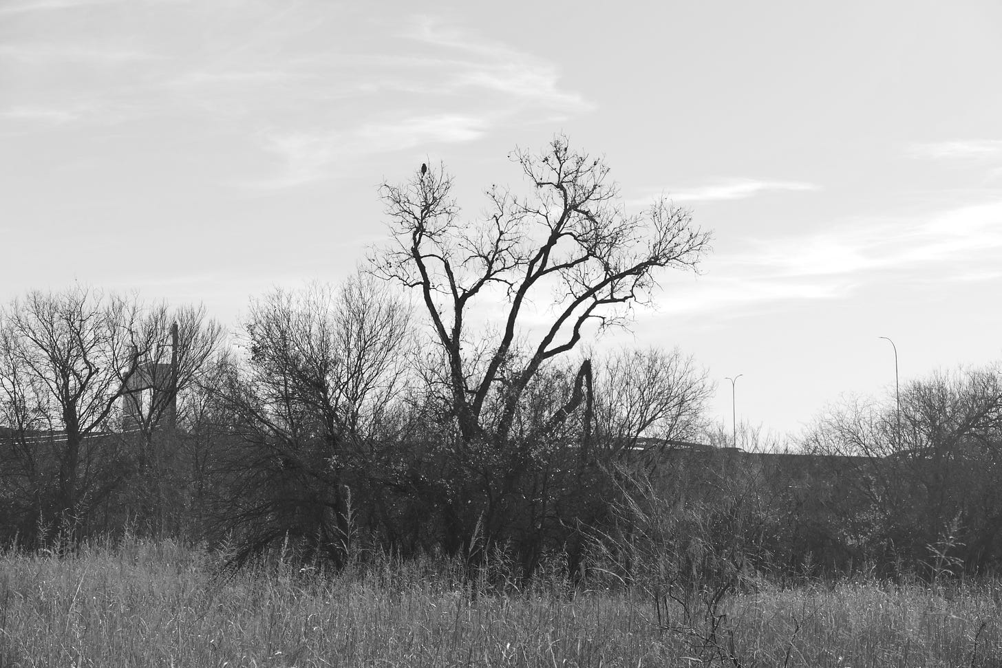 Black and white photo of a haw silhouetted in a bare tree, freeway bridge and street lamps visible above the treeline in the background