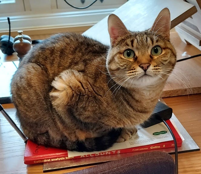 Characterful tabby cat, sitting on a work book, staring directly into the camera.