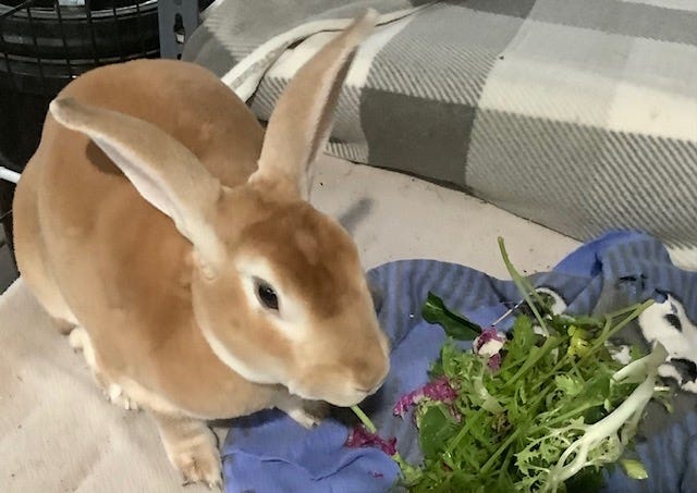 rabbit eating vegetables