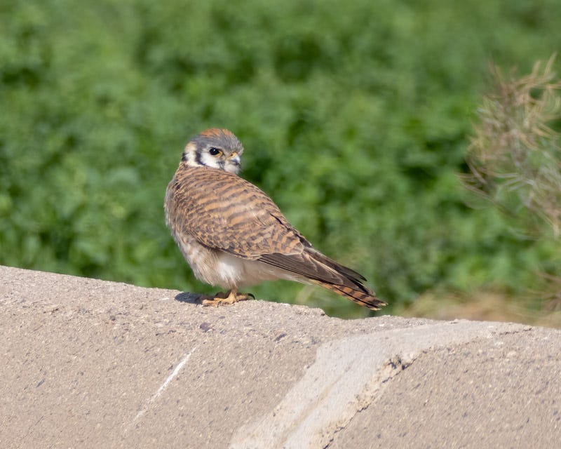 20250401-Marana-392-Edit.jpg