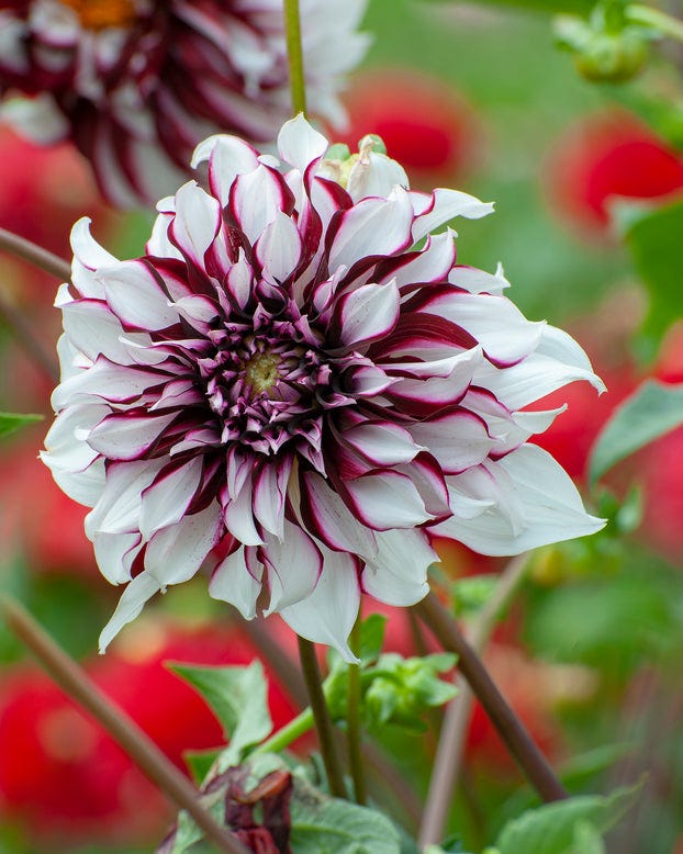 Dahlia 'Tartan'