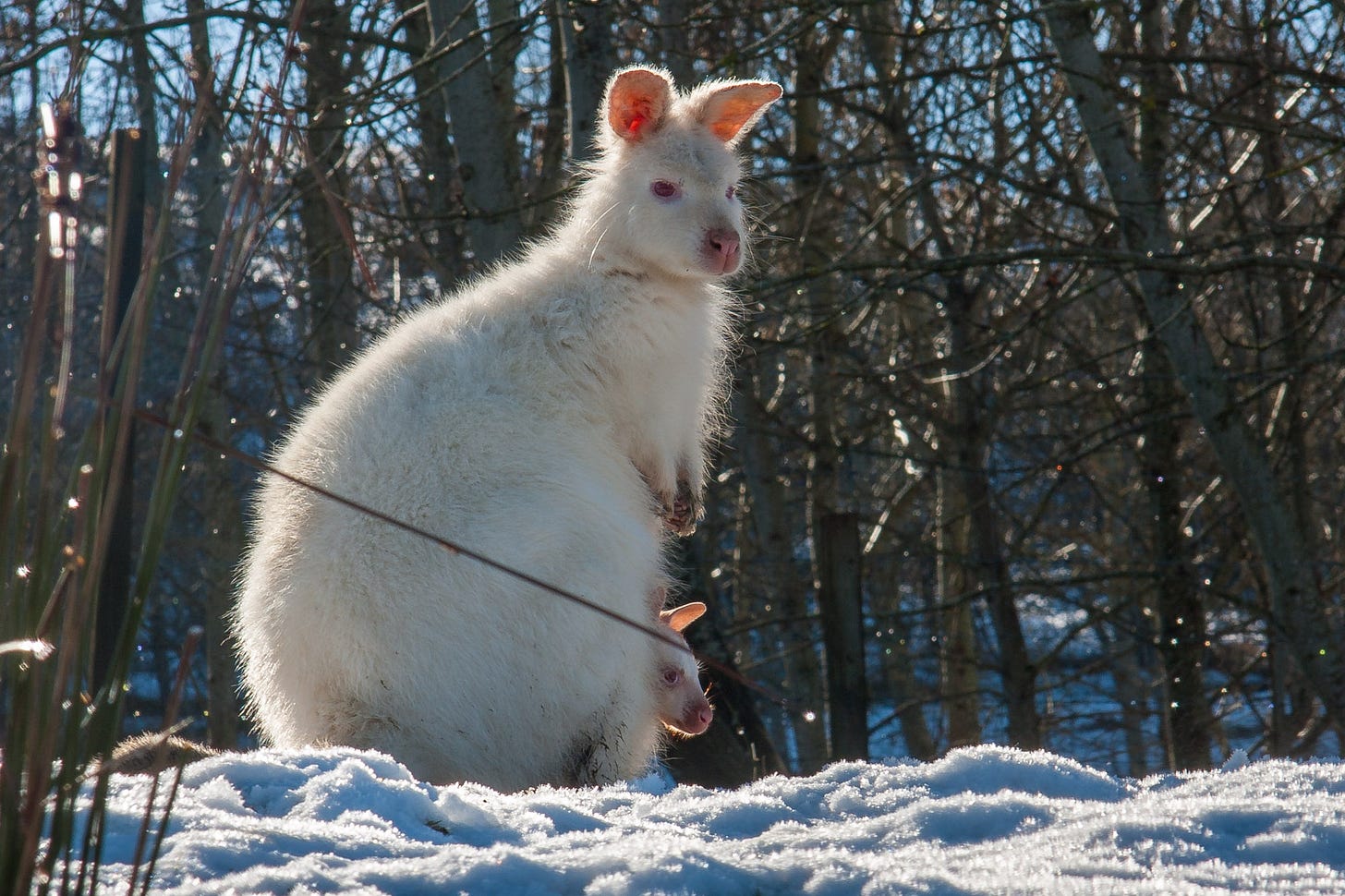 Wallaby in winter, with a joey peaking from its pouch © Felicity Martin