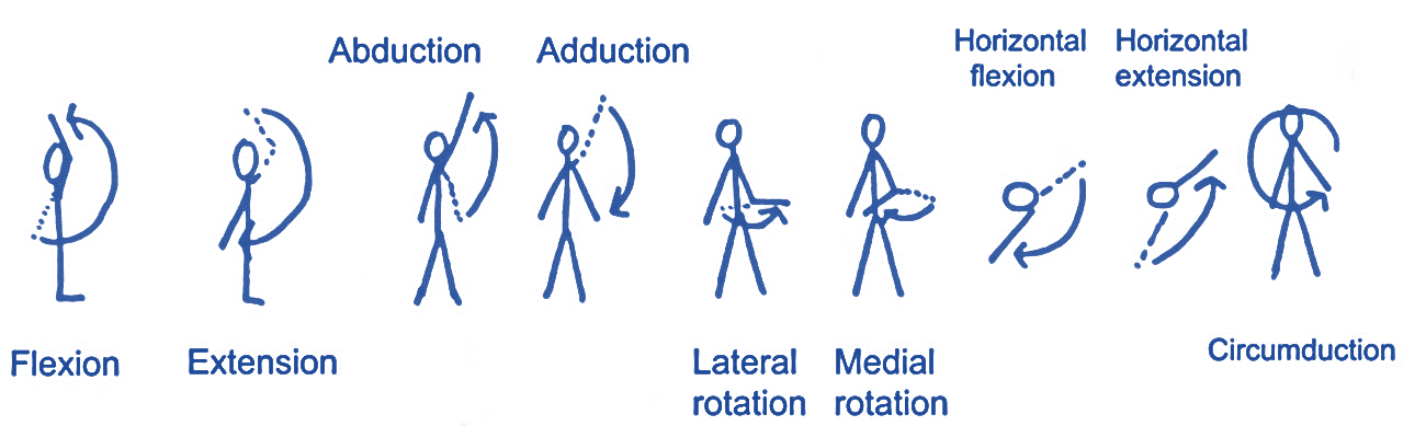 Level 3 (70) Exercise and Fitness Knowledge: The shoulder joint - Amac  Training