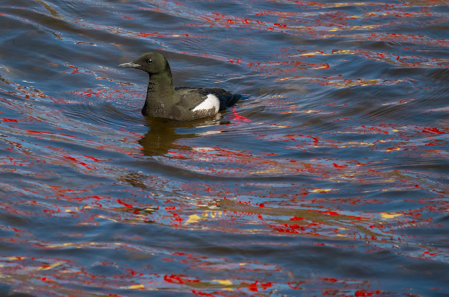 Photo of a black guillemot floating on water with yellow and red reflections