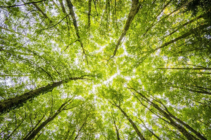Por que o ESG importa e como ele está transformando as empresas - Foto de Felix Mittermeier no Pexels Por que o ESG importa e como ele está transformando as empresas - Foto de Felix Mittermeier no Pexels