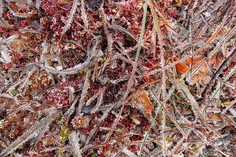 Frozen red sphagnum moss and buff sedge on a lowland raised bog in Scotland