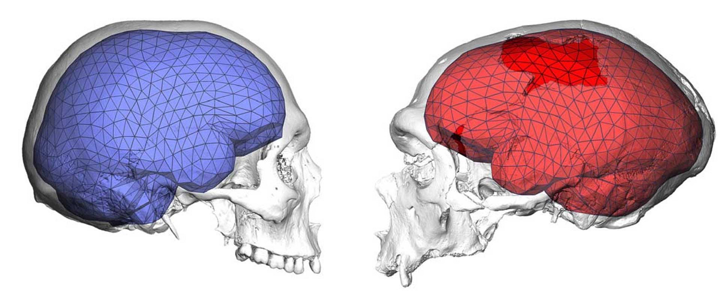 Semi-transparent images of a recent human skull and Neandertal skull with the endocranial shape indicated in blue and red. Semi-transparent images of a recent human skull and Neandertal skull with the endocranial shape indicated in blue and red.