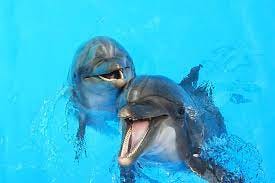Two Dolphins Stock Photo - Download Image Now - Dolphin, Animal, Talking -  iStock