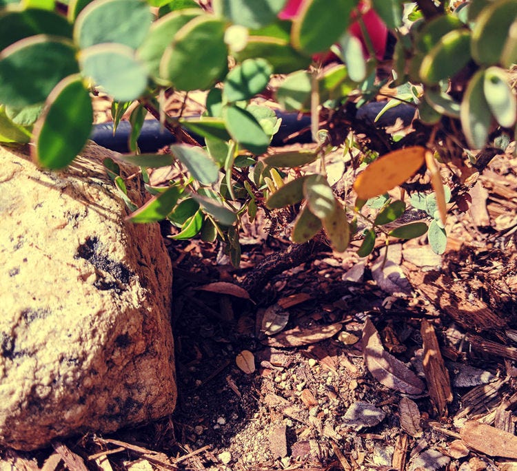 Shade from a Nurse Rock