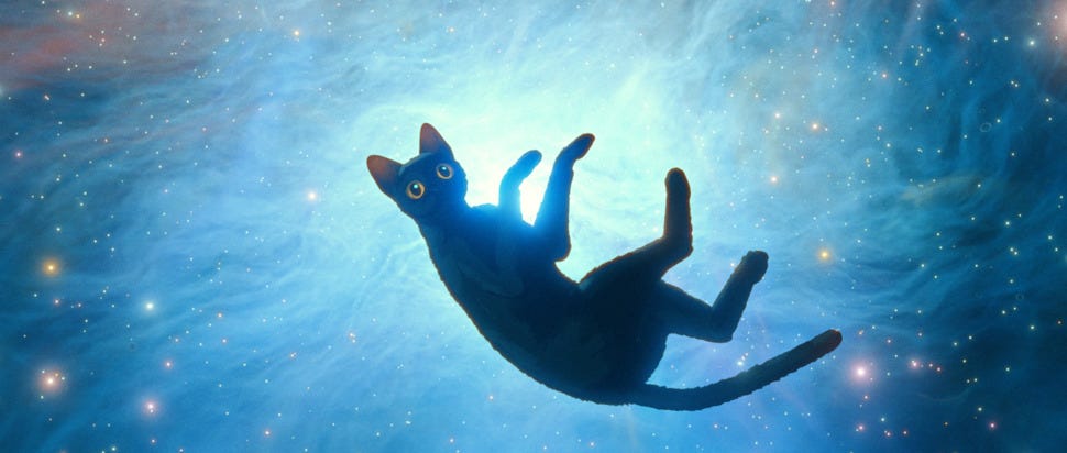 Il piccolo gatto nero del film Flow sembra fluttuare nello spazio cosmico, avvolto da una luce azzurra e circondato da stelle. Il suo corpo è sospeso e le zampe sono rivolte verso l’alto, come se stesse cadendo o danzando nella luce. Lo sfondo è un cielo stellato dalle sfumature blu e turchesi, che evoca una dimensione onirica o ultraterrena.